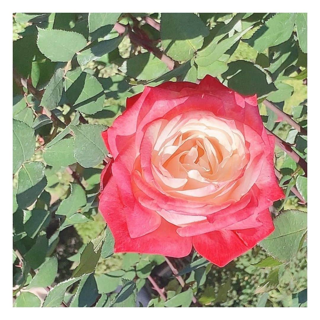 山崎エリイさんのインスタグラム写真 - (山崎エリイInstagram)「ㅤㅤㅤㅤㅤㅤㅤㅤㅤㅤㅤㅤㅤㅤㅤㅤㅤㅤㅤㅤㅤㅤㅤㅤㅤㅤ 先日、 お母さんと薔薇園に行って参りました🌹 ㅤㅤㅤㅤㅤㅤㅤㅤㅤㅤㅤㅤㅤㅤㅤㅤㅤㅤㅤㅤㅤㅤㅤㅤㅤㅤ とてもとても久々のお出かけ。 ㅤㅤㅤㅤㅤㅤㅤㅤㅤㅤㅤㅤㅤㅤㅤㅤㅤㅤㅤㅤㅤㅤㅤㅤㅤㅤ 太陽が眩過ぎて 薔薇がぴかぴか光ってしまう程 良い陽気☀️ ㅤㅤㅤㅤㅤㅤㅤㅤㅤㅤㅤㅤㅤㅤㅤㅤㅤㅤㅤㅤㅤㅤㅤㅤㅤㅤ こんなに心地よい秋晴れだったら 本を持っていけばよかった。 ㅤㅤㅤㅤㅤㅤㅤㅤㅤㅤㅤㅤㅤㅤㅤㅤㅤㅤㅤㅤㅤㅤㅤㅤㅤㅤ まったりと読書したかったです📖✨ ㅤㅤㅤㅤㅤㅤㅤㅤㅤㅤㅤㅤㅤㅤㅤㅤㅤㅤㅤㅤㅤㅤㅤㅤㅤㅤ  そして薔薇単体で撮影した お気に入りの お写真が まだ沢山あるので次の投稿に🖼 ㅤㅤㅤㅤㅤㅤㅤㅤㅤㅤㅤㅤㅤㅤㅤㅤㅤㅤㅤㅤㅤㅤㅤㅤㅤㅤ #庭園巡り #癒し #Garden #Rose #Erii #山崎エリイ」11月6日 13時39分 - erii_yamazaki