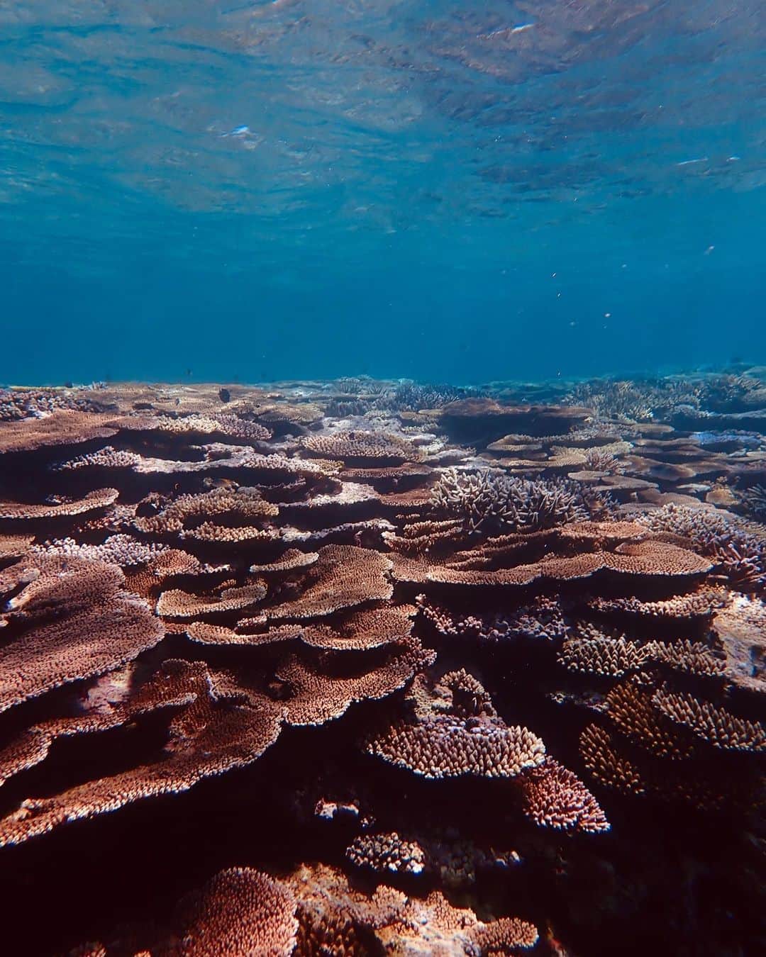 ALEXAさんのインスタグラム写真 - (ALEXAInstagram)「Over 50 percent of the world's coral reefs have died in the last 30 years and up to 90 percent may die within the next century: very few pristine coral reefs still exist.  The impact of our changing climate on coral reefs was again manifested by the third global bleaching event in 2015/16... It’s 2020 now and this summer I was very lucky to see this still healthy, colorful and lively corals in Iriomote, Japan.  It hurts me to think that in few years this one may not exist anymore as well... Climate change is a difficult, complex topic that often feels overwhelming and distant.  But the truth is we can all do something, even something as little as making sure we use reef safe sunscreen when going into ocean, using recycled fabric clothing, second-hand, skipping meat once a week or using reusable water bottle... anything but just something!  We don’t need handful of perfect people living sustainably... we need millions of people doing it imperfectly ❤︎ 🌏✨」11月6日 13時59分 - alexa_luczak