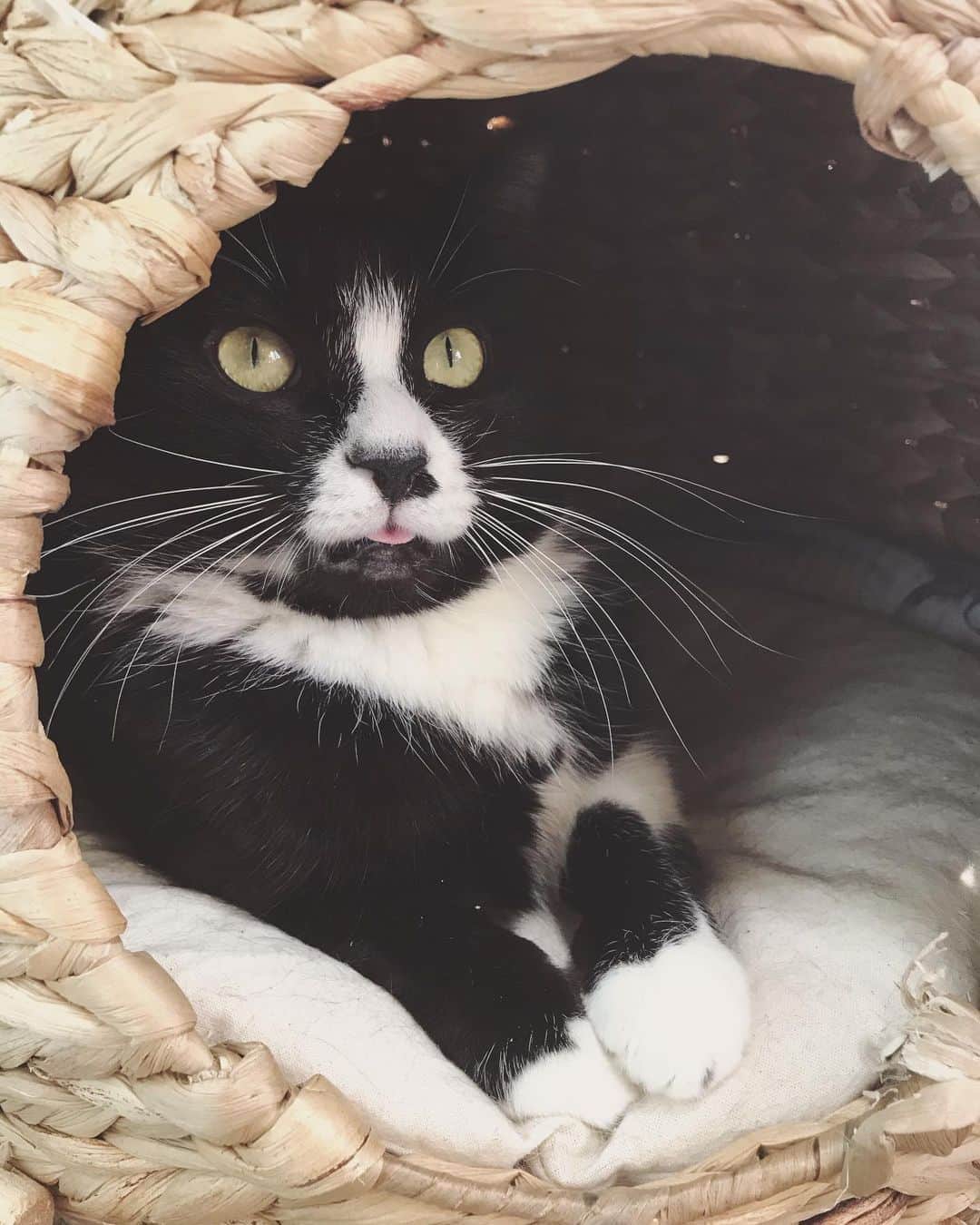 もじゃころさんのインスタグラム写真 - (もじゃころInstagram)「ばんどぅも猫じゃないけど、ニンニも猫じゃない。耳が見えればかろうじて猫感出るけど耳がないと、謎の動物だよ…🥺🥺🥺🥺🥺 強いて言うならツキノワグマ界の千年に一度のアイドル？🥺🥺🥺 なんでこんなにかわいいの… いつもいつも舌出し過ぎ…  #鼻にんにく黒コロ  #橋本環ニャ  #舌しまい忘れ」11月6日 13時55分 - mojyacoro96