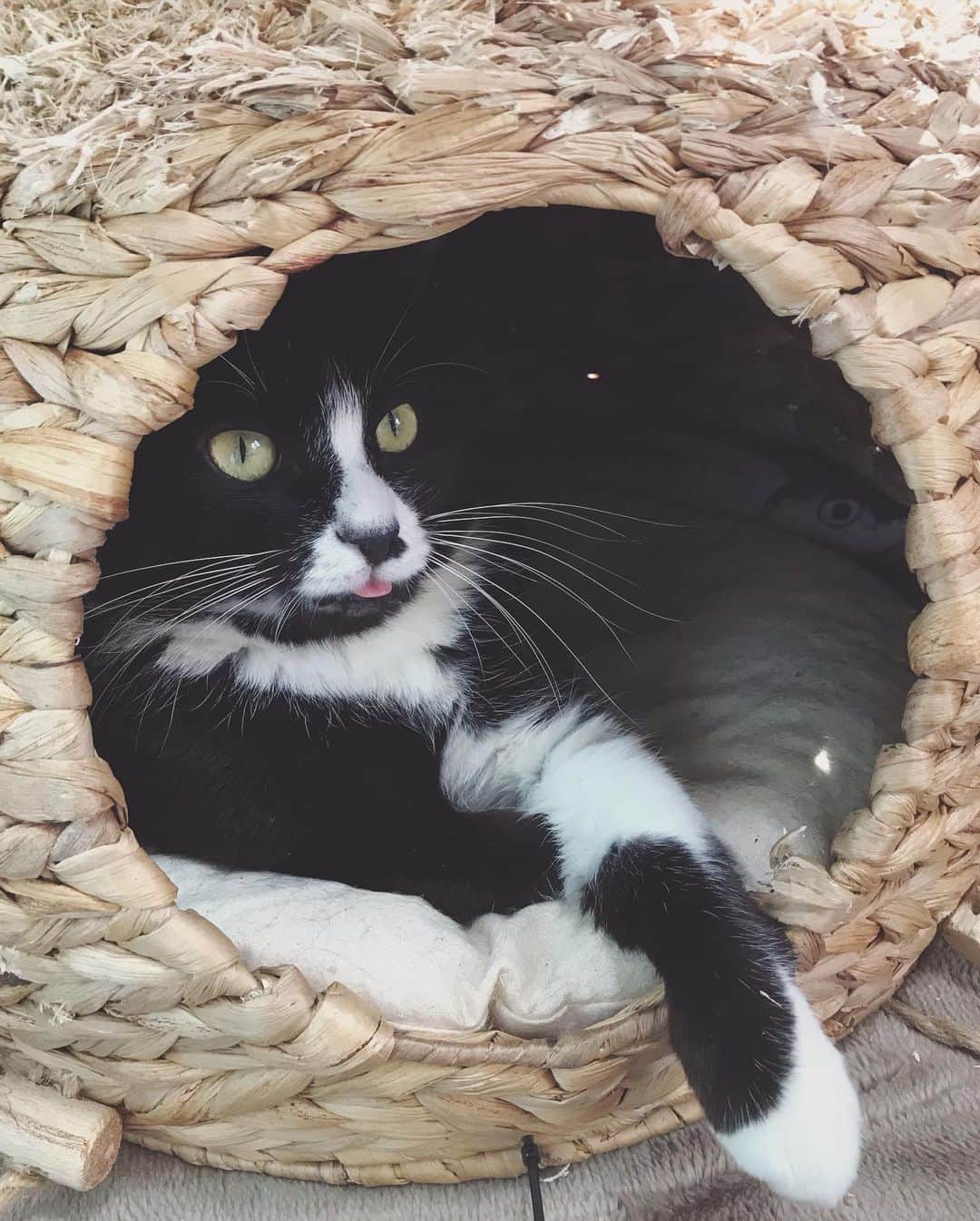 もじゃころさんのインスタグラム写真 - (もじゃころInstagram)「ばんどぅも猫じゃないけど、ニンニも猫じゃない。耳が見えればかろうじて猫感出るけど耳がないと、謎の動物だよ…🥺🥺🥺🥺🥺 強いて言うならツキノワグマ界の千年に一度のアイドル？🥺🥺🥺 なんでこんなにかわいいの… いつもいつも舌出し過ぎ…  #鼻にんにく黒コロ  #橋本環ニャ  #舌しまい忘れ」11月6日 13時55分 - mojyacoro96