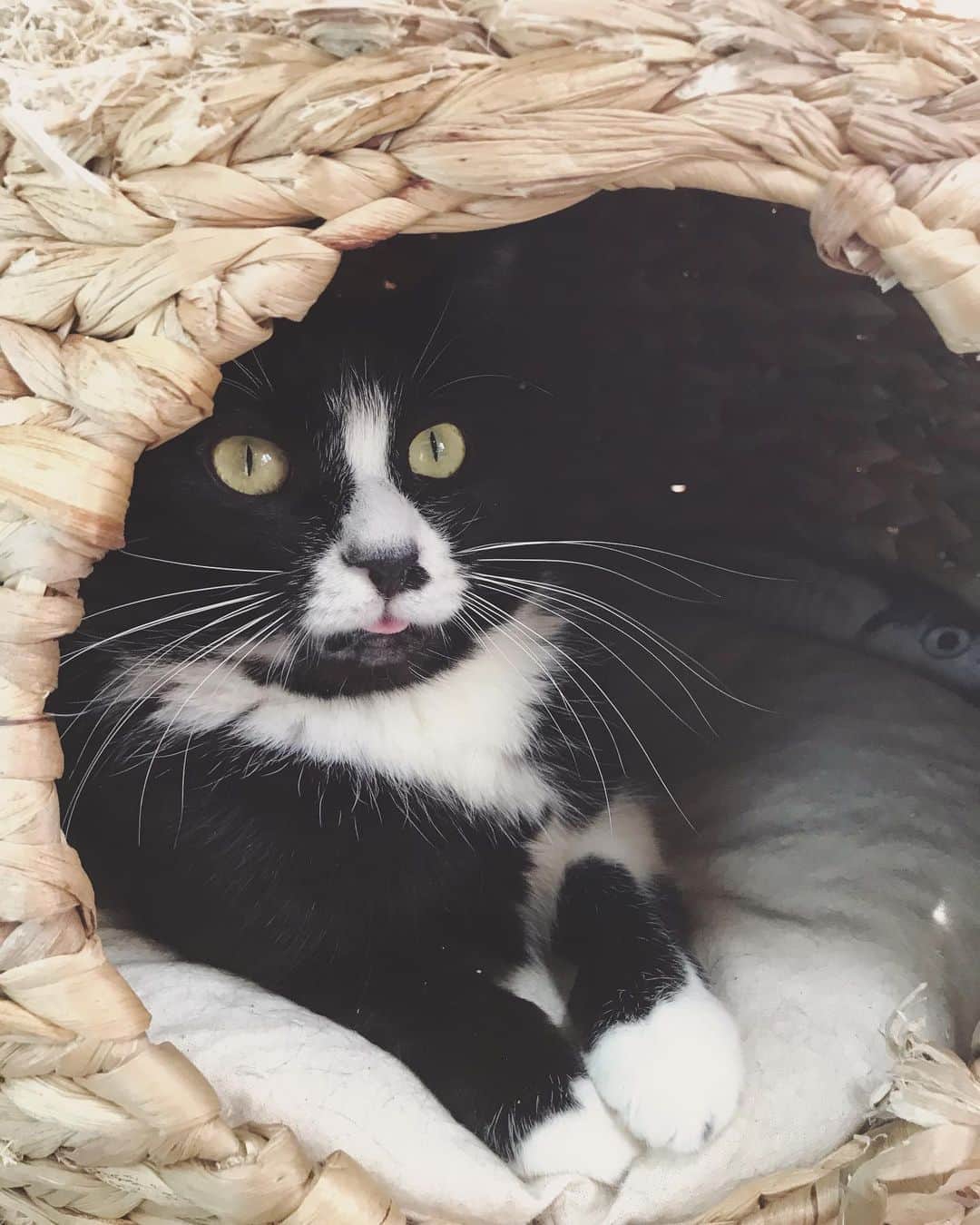 もじゃころのインスタグラム：「ばんどぅも猫じゃないけど、ニンニも猫じゃない。耳が見えればかろうじて猫感出るけど耳がないと、謎の動物だよ…🥺🥺🥺🥺🥺 強いて言うならツキノワグマ界の千年に一度のアイドル？🥺🥺🥺 なんでこんなにかわいいの… いつもいつも舌出し過ぎ…  #鼻にんにく黒コロ  #橋本環ニャ  #舌しまい忘れ」