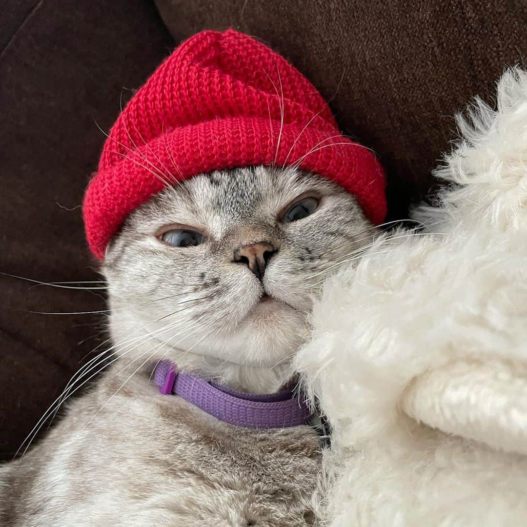 nala_catさんのインスタグラム写真 - (nala_catInstagram)「Ready for winter ❄️😊❤️」11月6日 14時01分 - nala_cat