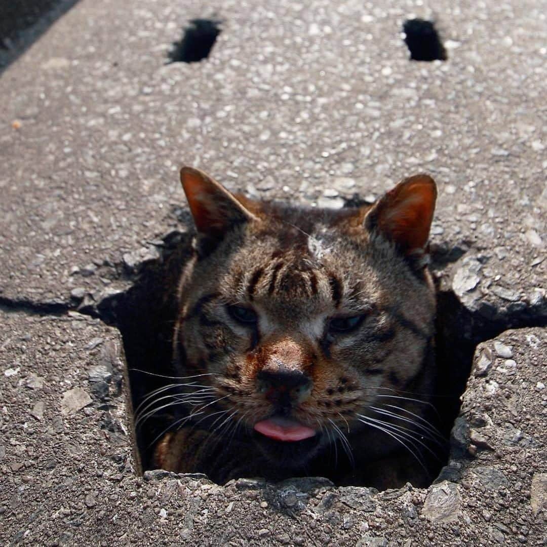 9GAGさんのインスタグラム写真 - (9GAGInstagram)「We all meow down here 📸 @berner2222 - #cat #photography #ねこ #9gag」11月6日 14時24分 - 9gag