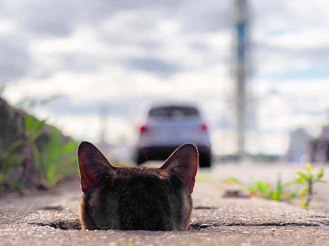 9GAGさんのインスタグラム写真 - (9GAGInstagram)「We all meow down here 📸 @berner2222 - #cat #photography #ねこ #9gag」11月6日 14時24分 - 9gag