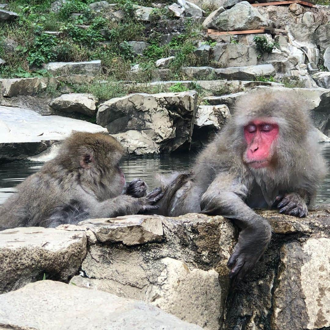 白鳥久美子さんのインスタグラム写真 - (白鳥久美子Instagram)「先日、 地獄谷のおサルさんを見てきました。　 温泉に浸かることで有名なおサルさんです。 気がふわふわしてて可愛かったです。　 めちゃくちゃ可愛いかったです。」11月6日 14時29分 - tanpopo_shiratori