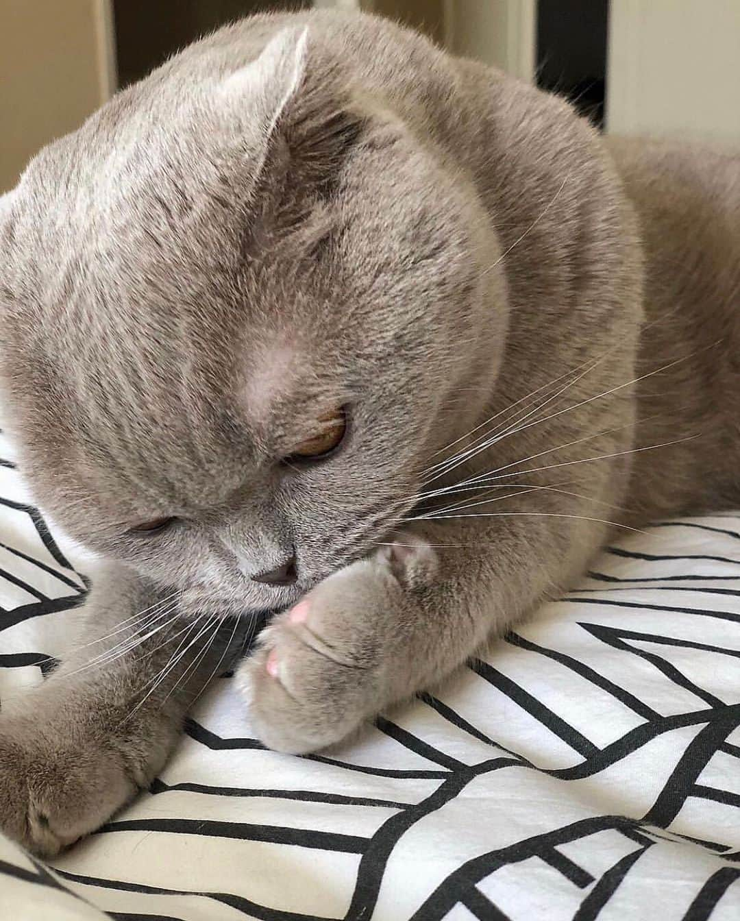 Millaさんのインスタグラム写真 - (MillaInstagram)「As we bite our nails waiting for the final 🗳 results, check out meow latest blog “Why do cats eat grass?” 😺 (link in bio). #MillaTheCat」11月6日 14時51分 - millathecat