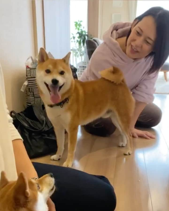 のインスタグラム：「先日のだいずくんと飼主さんの大山加奈さん　@kanaoyama0619  と、にこたまちゃん　@nikochan.mame48 と遊んだ日の話しでブログ更新しました💓﻿ ﻿ https://ameblo.jp/mamechiyo728/entry-12635718329.html﻿ ——————————————————— ﻿ #子犬　#puppy  #강아지　#小狗　#豆柴 #柴犬 #犬  #shiba  #shibainu #mameshiba #гөлөг #9gag  #9gagpets #barked  #癒し  #dog #pet  #多頭飼い　#白豆柴　#白柴 #animal  #イコール　#petstagram  #anicas  #サンデイ」