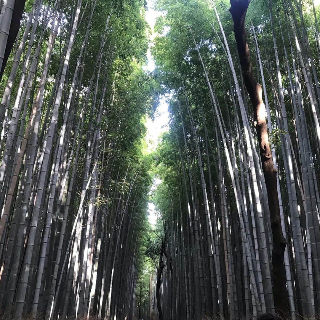 片平実さんのインスタグラム写真 - (片平実Instagram)「#竹林 #嵐山 #京都」11月6日 15時04分 - minorukatahira