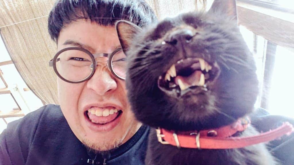 古谷健太さんのインスタグラム写真 - (古谷健太Instagram)「僕は全猫に『眼鏡をかけたマタタビ』やと思われているのが悩みです  アレルギーさえなかったら僕が村長の猫だらけの村作れてる  #猫」11月6日 15時12分 - koyaken_radio