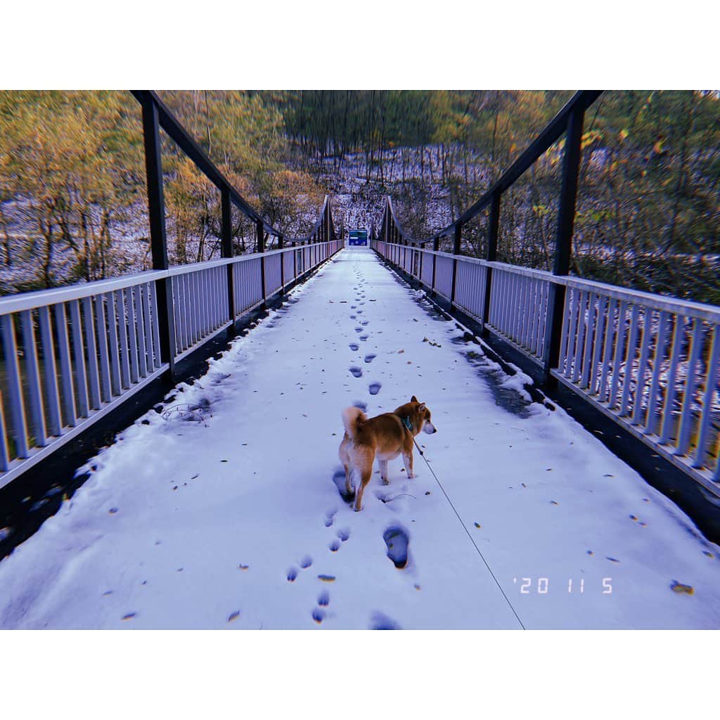 林唯衣さんのインスタグラム写真 - (林唯衣Instagram)「「犬は喜び、庭駆け回り♪」のまんまだった昨日のこたろー。雪にこんなに大はしゃぎするのか！と見ているこちらまで嬉しくなった！だからこそワタシとの恐竜ごっこにも大はしゃぎしてほしかったよ(´･_･`) @kyunkyunkota @ikuchyan0703 #ハヤシ旅」11月6日 15時27分 - yui__hayashi