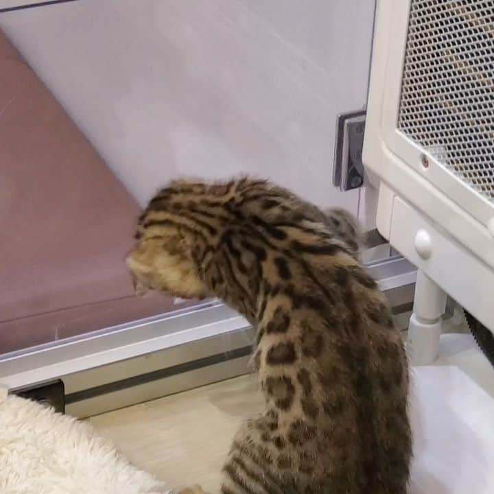 金本浩二のインスタグラム：「喧嘩売って負けてる子猫😽可愛い😆💦」