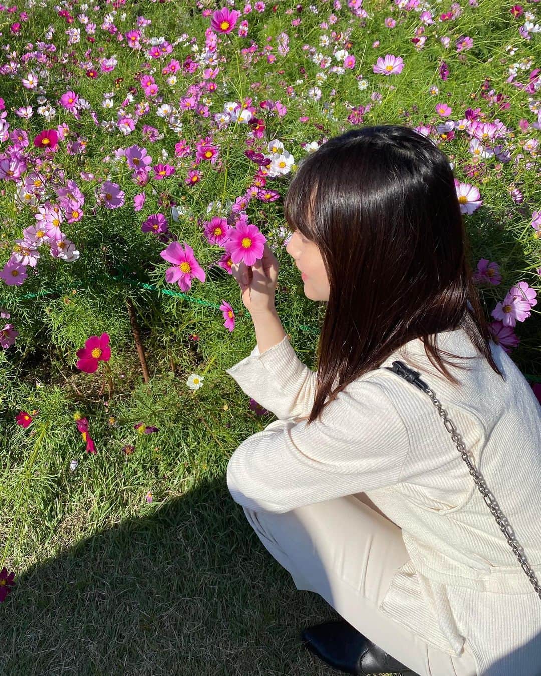 海野ナルのインスタグラム：「#秋桜　#11月　#秋　#コスモス」