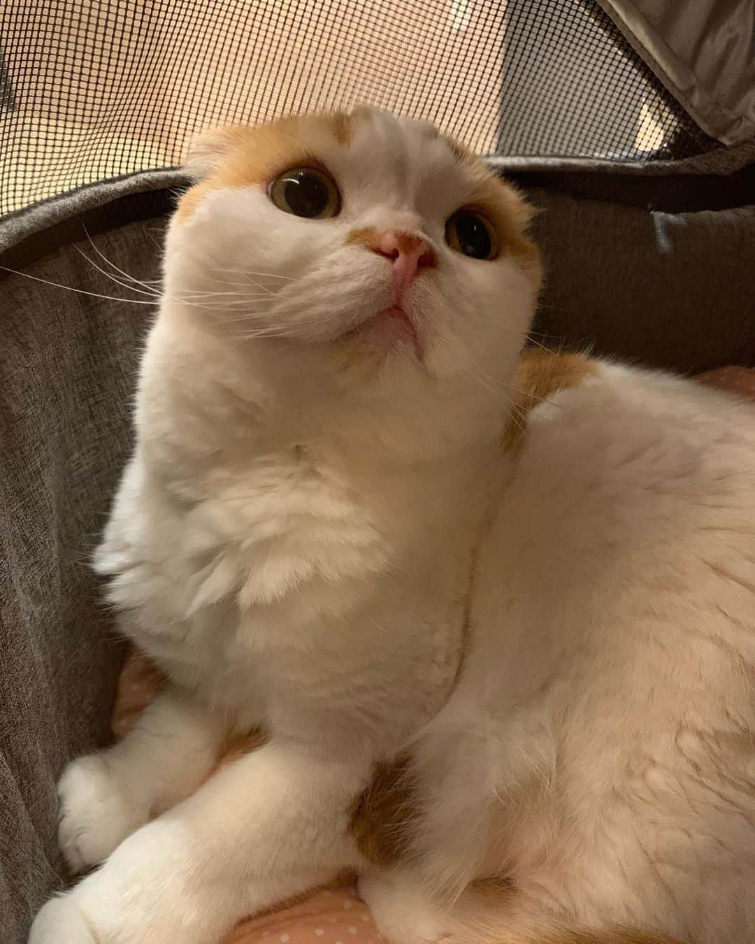 のんたのインスタグラム：「病院についてもリラックスして過ごせるようになったのんちゃん 今までは到着するなり唸り始め、立ったまま怒ってシャーシャー言ってました 昨日はずっと落ち着いて座っていたし、点滴が終わったあと看護師さんにも先生にも頭をいいこいいこしてもらえるほど！ (今までは指一本触れられなかった、私も) 今日はこれからパパが点滴の練習をさせてもらう予定です。 いってきまーす！」