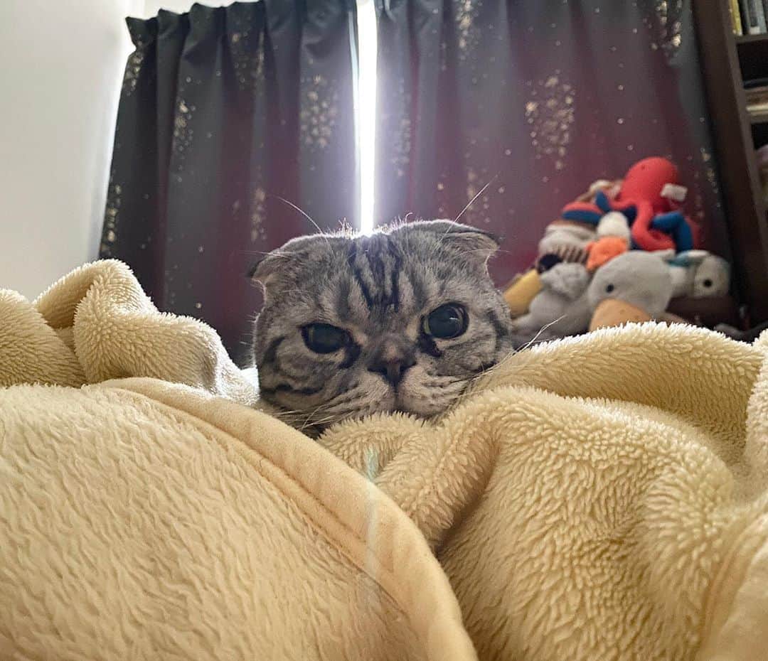 Shishi-maruのインスタグラム：「siesta/シエスタ」