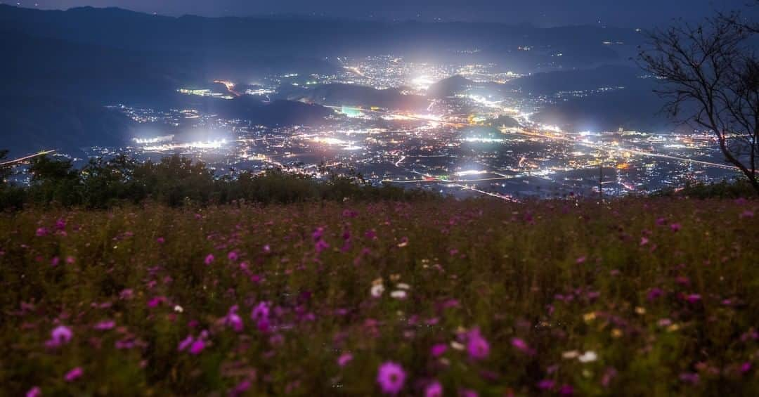 関西電力株式会社さんのインスタグラム写真 - (関西電力株式会社Instagram)「＼夜景とともに楽しむコスモス畑✨／ 今回は、和歌山県有田郡有田川町にある鷲ヶ峰コスモスパークの夜景をご紹介💐🎶 見晴らしの良い夜景と、日中とは違った表情を見せるコスモス畑が同時に楽しめるロマンティックな1枚をお届けします🌃 . ※最新情報やアクセスについては事前にHPでご確認ください(今年の見頃は過ぎています) ※道中の山道は一部暗く危険な箇所がありますので、夜間に訪れる際の自動車の運転には十分ご注意ください --------------- 《投稿をご覧の皆さまへ》 関西電力Instagramでは、関西地方の灯、あたたかみのある風景のお届けを通して、皆さまの心に灯りがともるような癒しをお届けしてまいります。 外出の際は引き続き感染予防の徹底を心がけましょう。 --------------- . #コスモス #秋桜 #コスモス畑 #はなまっぷ  #夜景 #夜景ら部 #japan_night_view #秋の花 #夜景撮影 #花畑 #秋の風景 #和歌山 #鷲ヶ峰コスモスパーク #グッドトリップ和歌山  #天空のコスモス畑　#loves_united_japan  #ダレカニミセタイケシキ #bestphoto_japan #灯  #ptk_japan #絶景delic #日本の絶景 #絶景辞典 #貴重な体験 #景色最高 #tripgramjp  #best_expression_night #あえてシェア #お写んぽ #インスタスポット」11月6日 17時00分 - kanden.jp