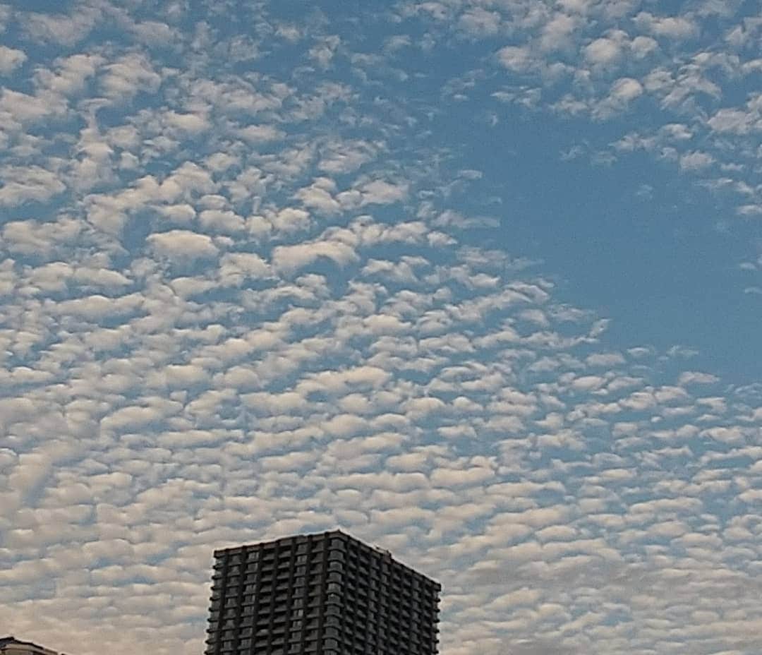 春山恵理さんのインスタグラム写真 - (春山恵理Instagram)「これって、もしや念願のサバ雲ですか？ もし違っていたら教えてください🙇  #さば雲  #サバ雲  #秋の空  #空が好きな人と繋がりたい  #空が好き #雲が好きな人と繋がりたい  #雲が好き」11月6日 17時01分 - haruyamaeri