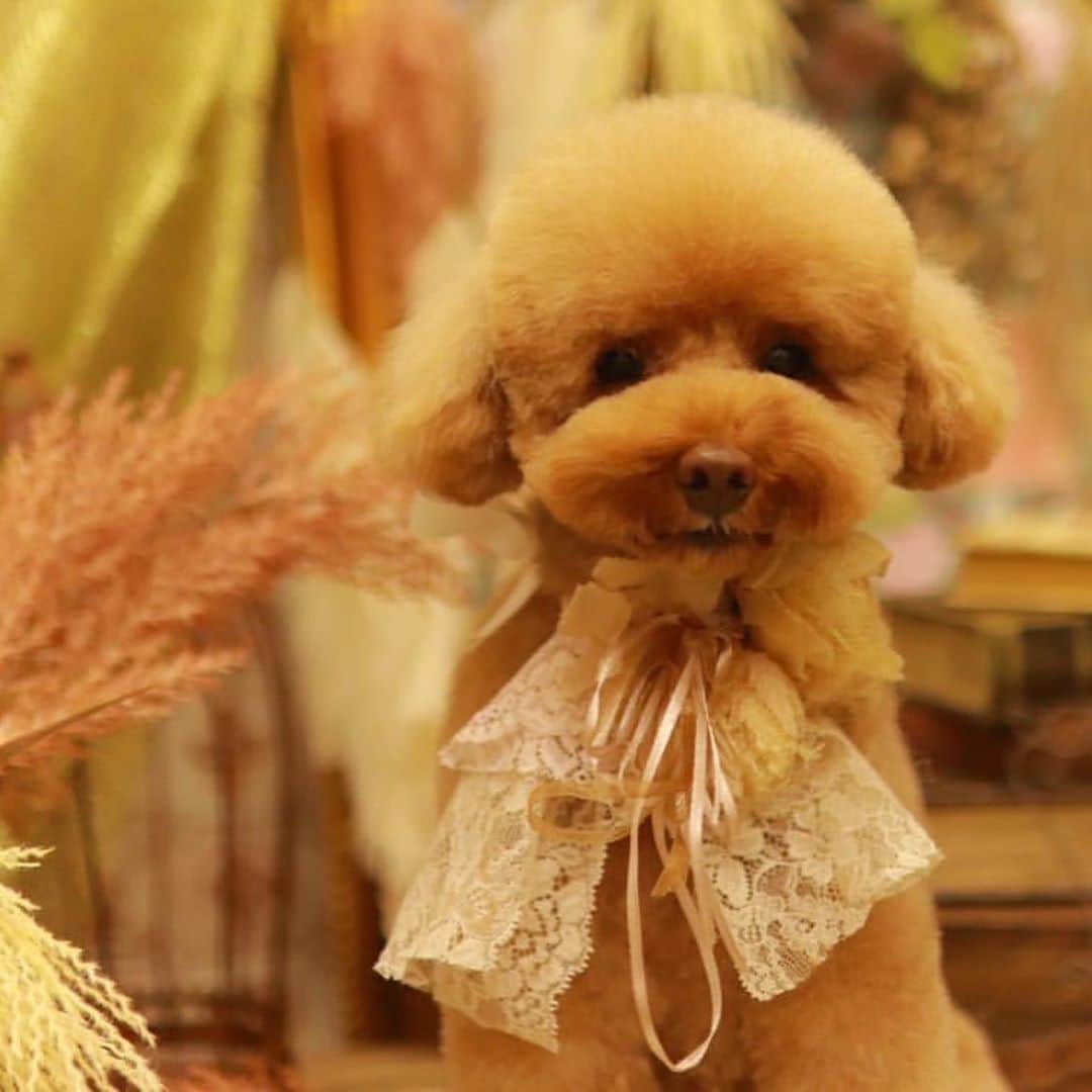keikobun34さんのインスタグラム写真 - (keikobun34Instagram)「・  ・ ・ ･.｡*･.｡* ･November.｡*･.｡*﻿ ﻿ ﻿  @leibun53 ﻿ ♡Lei レイ♡ ﻿ ﻿﻿ 赤ちゃんカットをリクエスト♡  ﻿  #11月#november  #トリミング#もふもふ#モフモフのお友達 #トイプードル#toypoodle #プードル#poodle#犬#dog#kaumo_pet#dogstagram#poodle_feature #instadog#toypoodlegram#welovetoypoodle #picsofdogmodels#poodlesofinstagram #poodles #poodlelove#dogsofinstagram #doglover  #dogoftheday」11月6日 17時12分 - keikobun34
