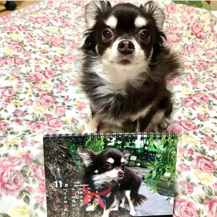 ドコノコのインスタグラム：「去年のわたしと、今のわたしよ。﻿ ﻿ (写真のコ: える)﻿ ﻿ #ドコノコ﻿ #dokonoko﻿ #dokonokoapp﻿ #犬 #いぬ﻿ #いぬすたぐらむ﻿ #いぬのいる暮らし﻿ #猫 #ねこ﻿ #ねこすたぐらむ﻿ #ねこのいる暮らし﻿ #ドコノコカレンダー﻿ #2021年﻿ #dog #cat﻿ #doggos﻿ #fluffy﻿ #ほぼ日 #ほぼ日刊イトイ新聞﻿ #hobonichi」