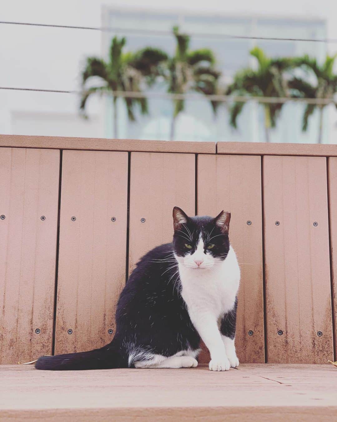 ririさんのインスタグラム写真 - (ririInstagram)「Sexy Cat 😹 この子サービス精神旺盛♡ ずっと甘えてきて 可愛かったなぁ...❤︎  沖縄まったりにゃんこさん❤︎  #love #happy #smile #cat」11月6日 17時07分 - riri.ribon