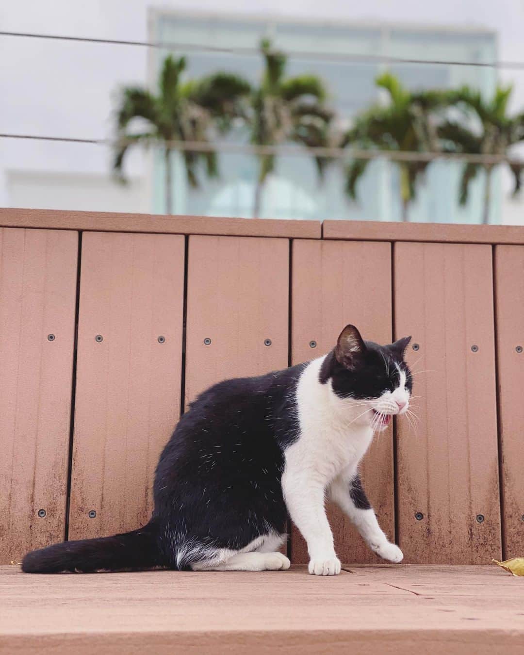 ririさんのインスタグラム写真 - (ririInstagram)「Sexy Cat 😹 この子サービス精神旺盛♡ ずっと甘えてきて 可愛かったなぁ...❤︎  沖縄まったりにゃんこさん❤︎  #love #happy #smile #cat」11月6日 17時07分 - riri.ribon