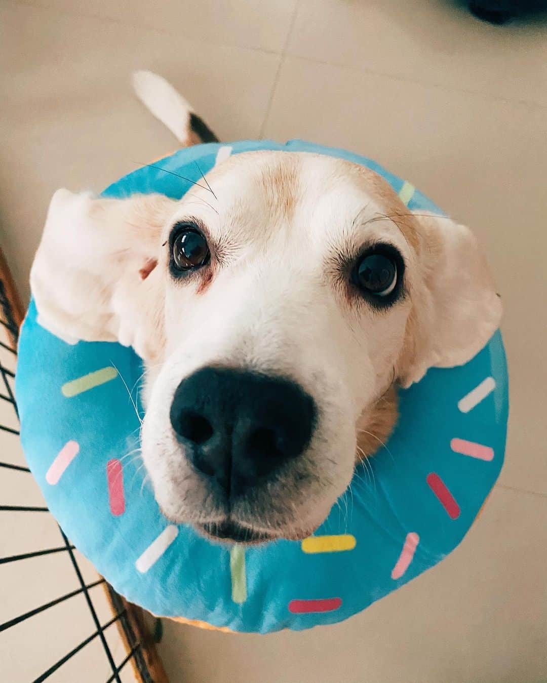 r_oseのインスタグラム：「The Sweetest eyes 🦫🍩〰️」