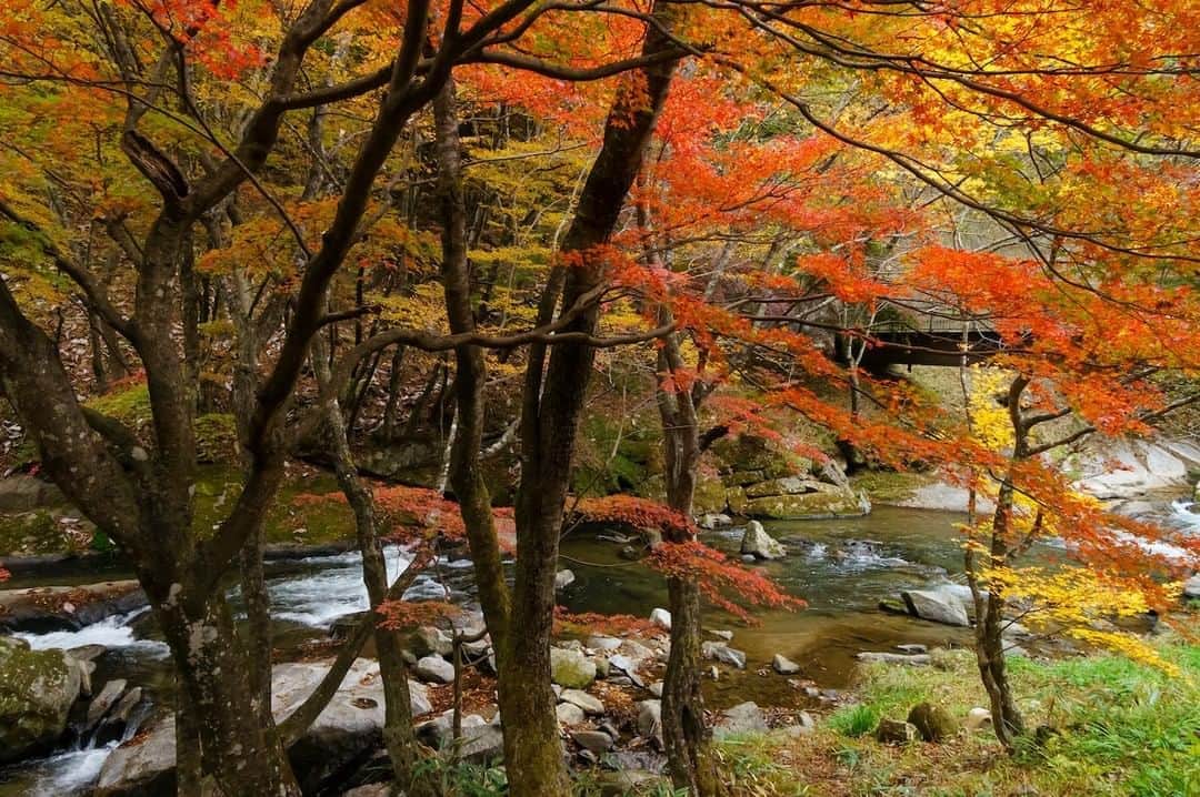 福島県さんのインスタグラム写真 - (福島県Instagram)「【強滝（こわだき）】  色づく木々のトンネルの中に豊かな流れの渓流瀑が続きます。岩の間で円を描いたモミジが、やがて本流の小さな滝に吸い込まれていきます。  #強滝 #鮫川村 #福島県 #samegawavillage #fukushima #traveljapan #futurefromfukushima #ふくしまからはじめよう #新しい生活様式からはじめよう」11月6日 17時19分 - realize_fukushima