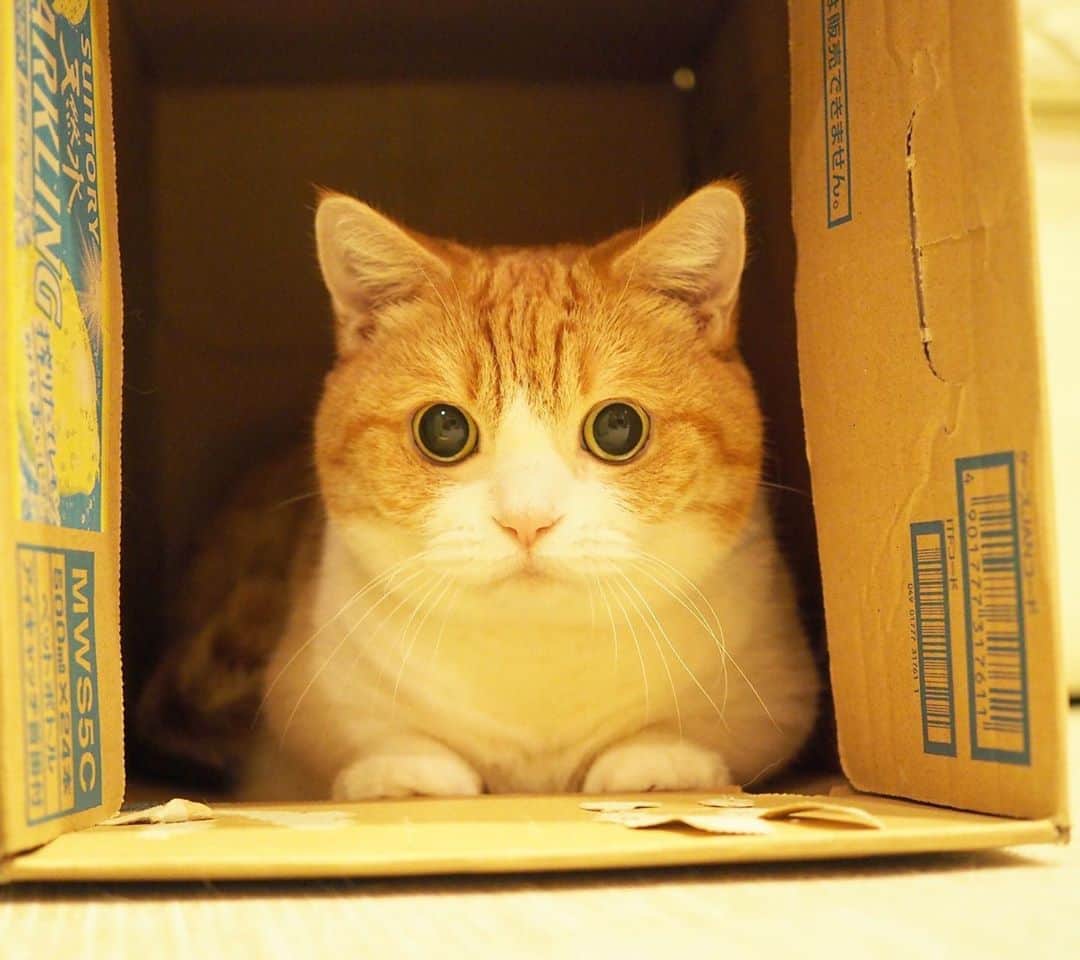 茶太郎 & きなこさんのインスタグラム写真 - (茶太郎 & きなこInstagram)「きなこ💖かくれんぼ中にゃ📦 Kinako is hiding in a box😽📦 #茶太郎お兄ちゃん走り回って探してるにゃ #ドキドキにゃ #マンチカン#猫#munchkin #cat#catstagram #amazing#ねこ#茶トラ#短足#catsofinstagram#excellent_cats#9gag#cats_of_world_#instacat_meows#bestcats_oftheworld#catsofig#instacat#cats_of_instagram」11月6日 18時00分 - amaccho5160