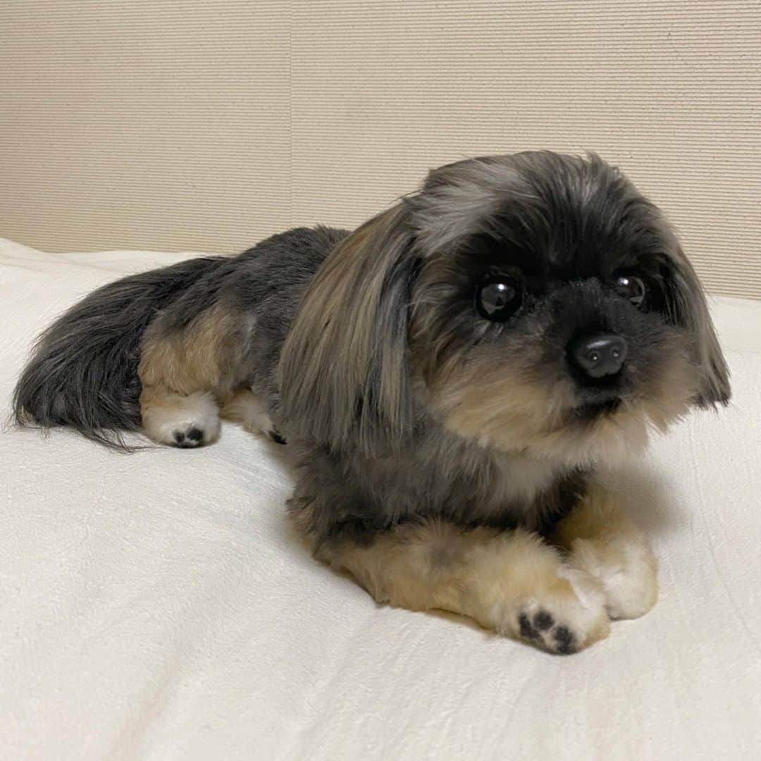 PECO Hugのインスタグラム：「「久々にだいちゃんに会った感覚に陥りました！本当に本物そっくりでビックリです。丁寧に作って頂いて感謝しています。ありがとうございました！」by飼い主さん. . . @pecohug_official https://www.pecohug.co.jp/ . . #pecohug #ペコハグ #オーダーメイドぬいぐるみ #犬 #愛犬 #ペット #感想 #レビュー #感動 #シーズー」