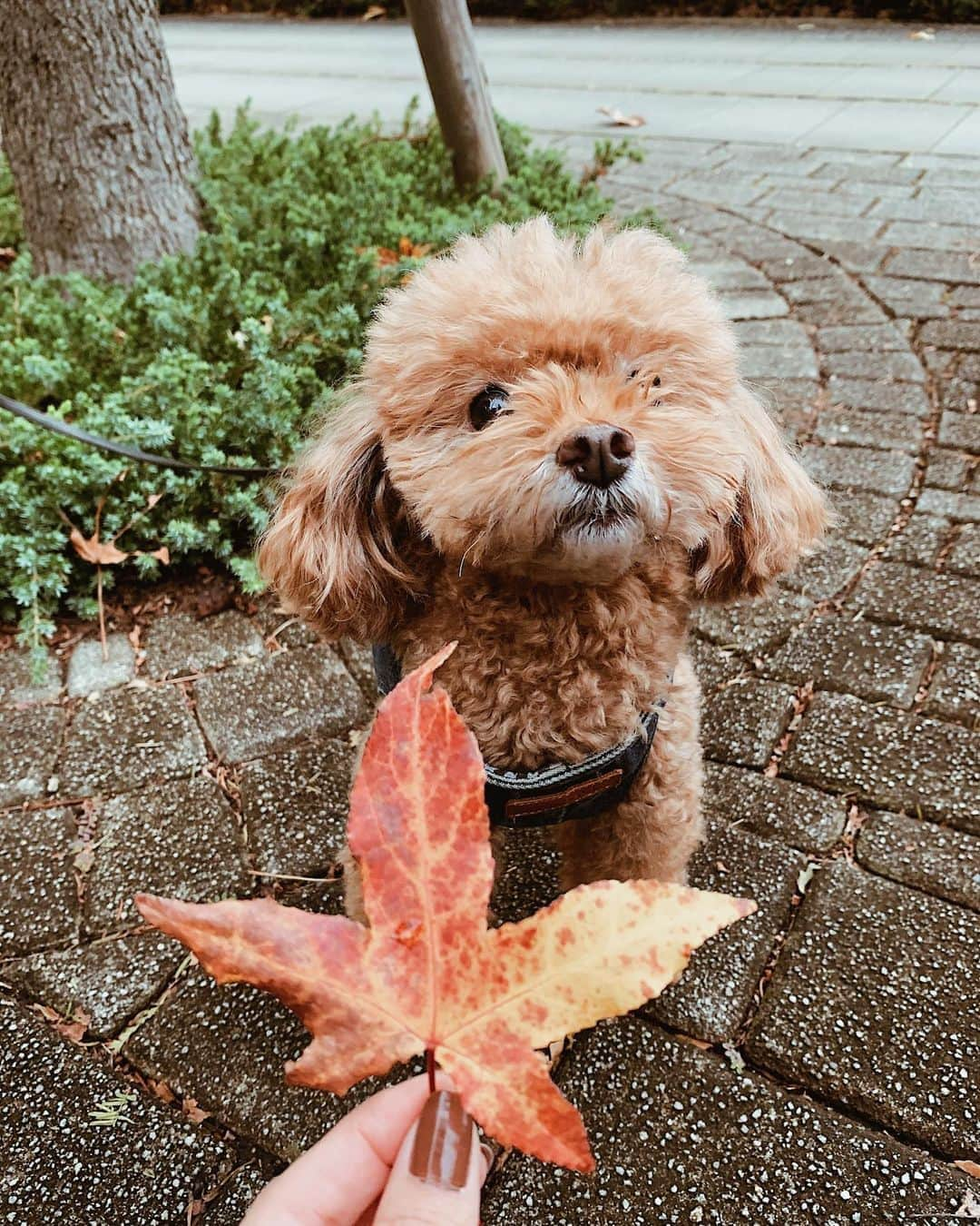 日下裕江さんのインスタグラム写真 - (日下裕江Instagram)「ロル助にも もみじのブローチ着けたよ💓  ロルの赤毛ともみじの紅が ベストマッチ✨  か〜わいぃよ🐶💕  @lol_stagram717  #もみじ #もみじと犬 #もみじのブローチ #紅葉 #コントラスト #もみじのコントラスト #toypoodle #dogstagram #いぬすたぐらむ #ロルスタグラム #いぬのきもち #犬のいる暮らし #犬のいる生活 #いぬのいる暮らし #いぬのいる生活」11月6日 18時14分 - hiroe___h