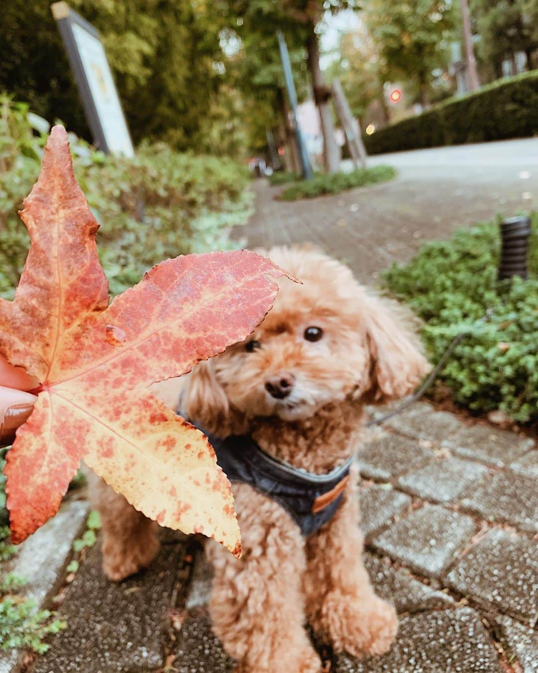 日下裕江さんのインスタグラム写真 - (日下裕江Instagram)「ロル助にも もみじのブローチ着けたよ💓  ロルの赤毛ともみじの紅が ベストマッチ✨  か〜わいぃよ🐶💕  @lol_stagram717  #もみじ #もみじと犬 #もみじのブローチ #紅葉 #コントラスト #もみじのコントラスト #toypoodle #dogstagram #いぬすたぐらむ #ロルスタグラム #いぬのきもち #犬のいる暮らし #犬のいる生活 #いぬのいる暮らし #いぬのいる生活」11月6日 18時14分 - hiroe___h