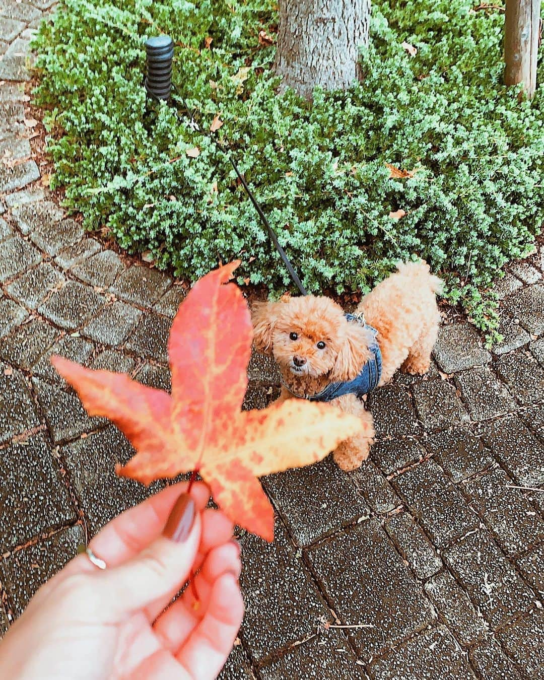 日下裕江さんのインスタグラム写真 - (日下裕江Instagram)「ロル助にも もみじのブローチ着けたよ💓  ロルの赤毛ともみじの紅が ベストマッチ✨  か〜わいぃよ🐶💕  @lol_stagram717  #もみじ #もみじと犬 #もみじのブローチ #紅葉 #コントラスト #もみじのコントラスト #toypoodle #dogstagram #いぬすたぐらむ #ロルスタグラム #いぬのきもち #犬のいる暮らし #犬のいる生活 #いぬのいる暮らし #いぬのいる生活」11月6日 18時14分 - hiroe___h