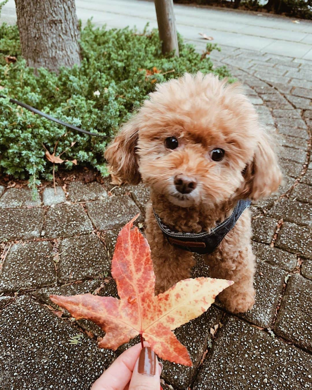 日下裕江さんのインスタグラム写真 - (日下裕江Instagram)「ロル助にも もみじのブローチ着けたよ💓  ロルの赤毛ともみじの紅が ベストマッチ✨  か〜わいぃよ🐶💕  @lol_stagram717  #もみじ #もみじと犬 #もみじのブローチ #紅葉 #コントラスト #もみじのコントラスト #toypoodle #dogstagram #いぬすたぐらむ #ロルスタグラム #いぬのきもち #犬のいる暮らし #犬のいる生活 #いぬのいる暮らし #いぬのいる生活」11月6日 18時14分 - hiroe___h