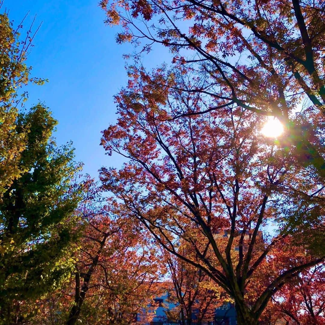 尾花貴絵さんのインスタグラム写真 - (尾花貴絵Instagram)「🍁 . Autumn color. . 秋を感じながら現場へ向かう… 気持ちが良い朝☺🍂 . 秋の陽射しに木々も輝いてました✨ . (帰り道、街中のライトアップに癒やされながらの投稿) この時期は歩くのが楽しくなる〜！！！ . . #autumn #goodmood #nature #sunnyday #autumncolors」11月6日 18時26分 - kie_obana_