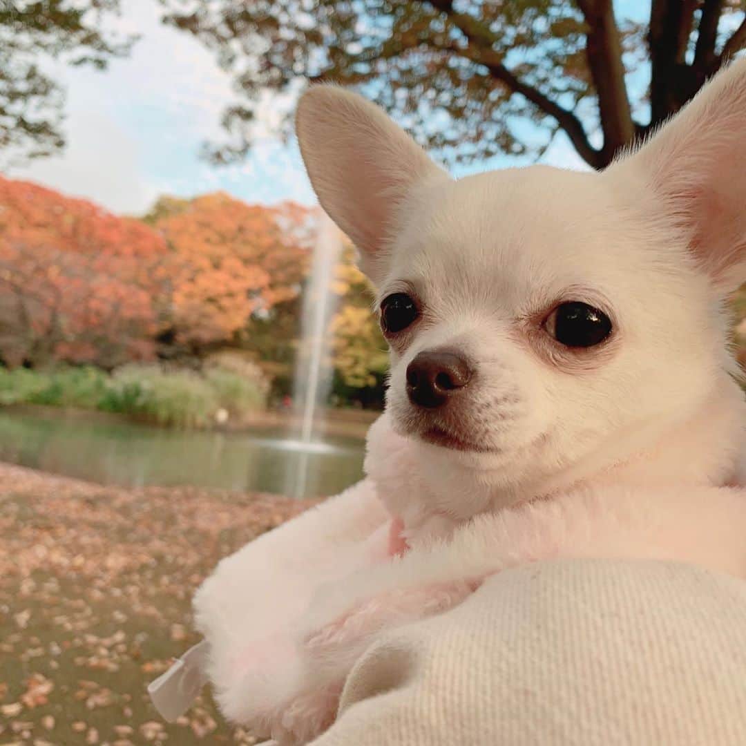 のインスタグラム：「* ピノちゃんと久しぶりに電車に乗ってお出かけ🚃 代々木公園のドッグランに行ってきました🐶 ドッグランはまだ今回で2回目だけど、 わんちゃんも人も大好きな ピノちゃんにとっては最高の遊び場💓 はしゃいでる姿にきゅん😍 遊んでる途中、荷物を取りに戻ろう としたらなんとついてきた😭💓 呼んだらちゃんと来てくれたこと にママは感動です🥺✨ いい休日でした🍀 #ピノちゃん#チワワ#愛犬 @pino_gram124」