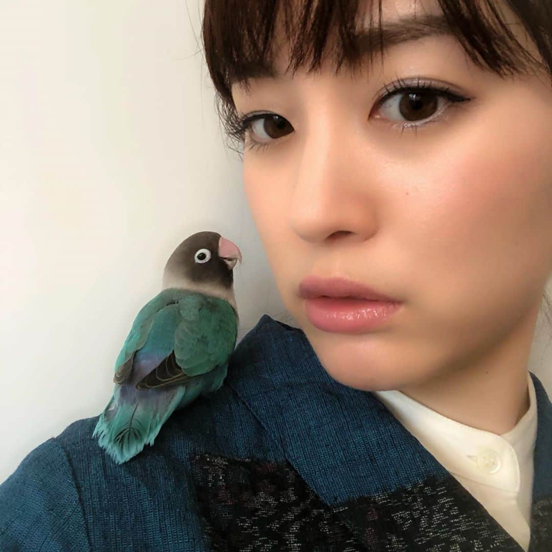 新井恵理那さんのインスタグラム写真 - (新井恵理那Instagram)「ラピちゃん元気ですよ！先週公開したYouTubeで、ラピスが卵をうんだことを告白しましたが(^^; そう、この子、メスだったのです∧( 'Θ' )∧ 飼っている鳥って卵うむの！？ え、つがいじゃなくてもうめるの！？ そんな疑問にお答えすべく「恵理那とラピスの部屋」でお話ししてますので気になった方はご覧ください♪ そして！ 今週は明日、放送の『メレンゲの気持ち』(日テレ系/11月7日(土)12:00〜13:30 )の後に、放送では公開しきれなかったプライベート映像前編をUPします♪ #ラピス #ブルーボタンインコ #bird #lovebird #youtube #恵理那とラピスの部屋 #産卵 #新井恵理那 #メレンゲの気持ち #centforce」11月6日 18時38分 - elina_arai