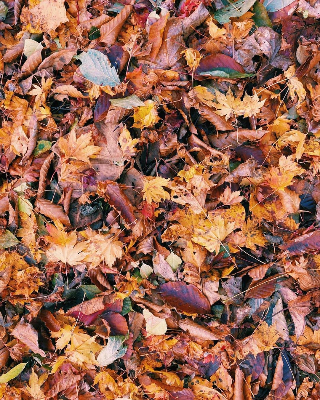 佐藤亜耶さんのインスタグラム写真 - (佐藤亜耶Instagram)「. Bye Autumn 🍂 👋🏻 💕 #aya_patterned」11月6日 18時54分 - aya_sato_49