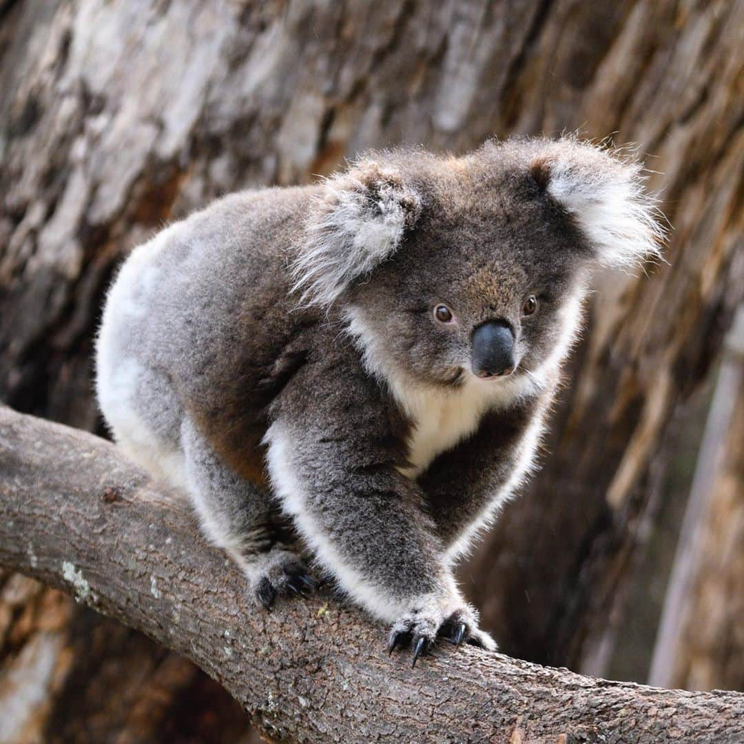 Australiaさんのインスタグラム写真 - (AustraliaInstagram)「Delivering your daily dose of fluff 🐨, courtesy of @davidcunninghamwildlife. This gorgeous young #koala was spotted out for a treetop stroll in #TidbinbillaNatureReserve, a lovely bushland area located just 45 minutes from @visitcanberra. There are fantastic wildlife watching opportunities here, so keep your eyes peeled for wallabies, emus, kangaroos and even platypus (if you're lucky!) 😜 There's also a range of excellent bushwalking trails that include wheelchair-accessible paths, so come armed with your camera and a sense of adventure, there's plenty to discover 📷 #seeaustralia #VisitCanberra #holidayherethisyear」11月6日 19時00分 - australia