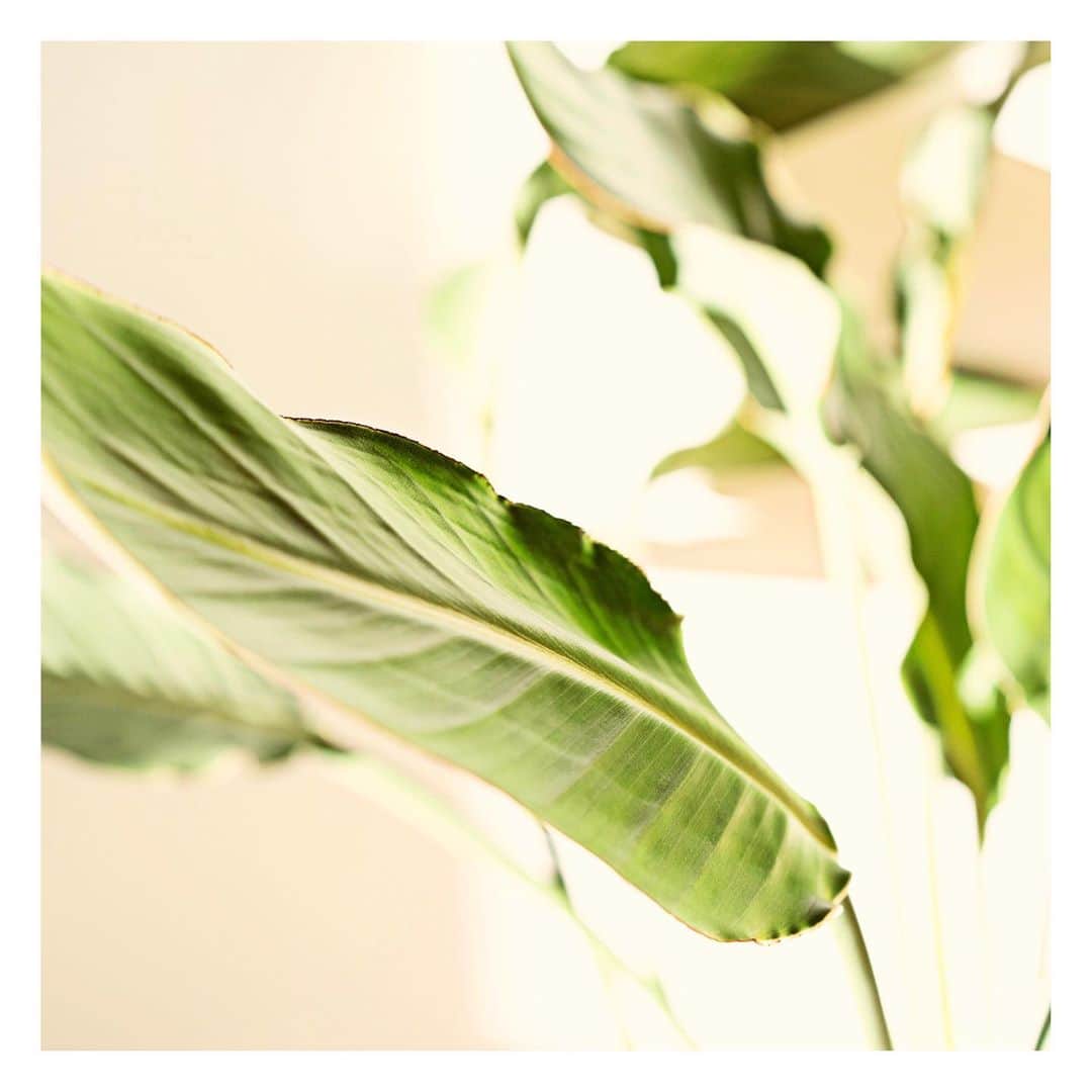 ロビンのインスタグラム：「🌱🌱🌱」