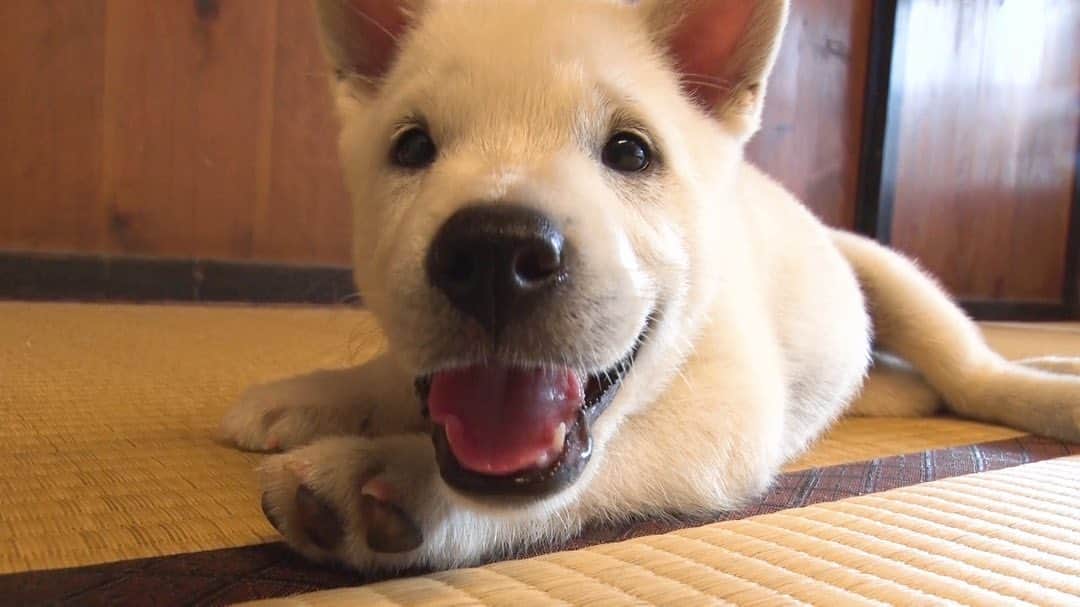 天才！志村どうぶつ園のインスタグラム