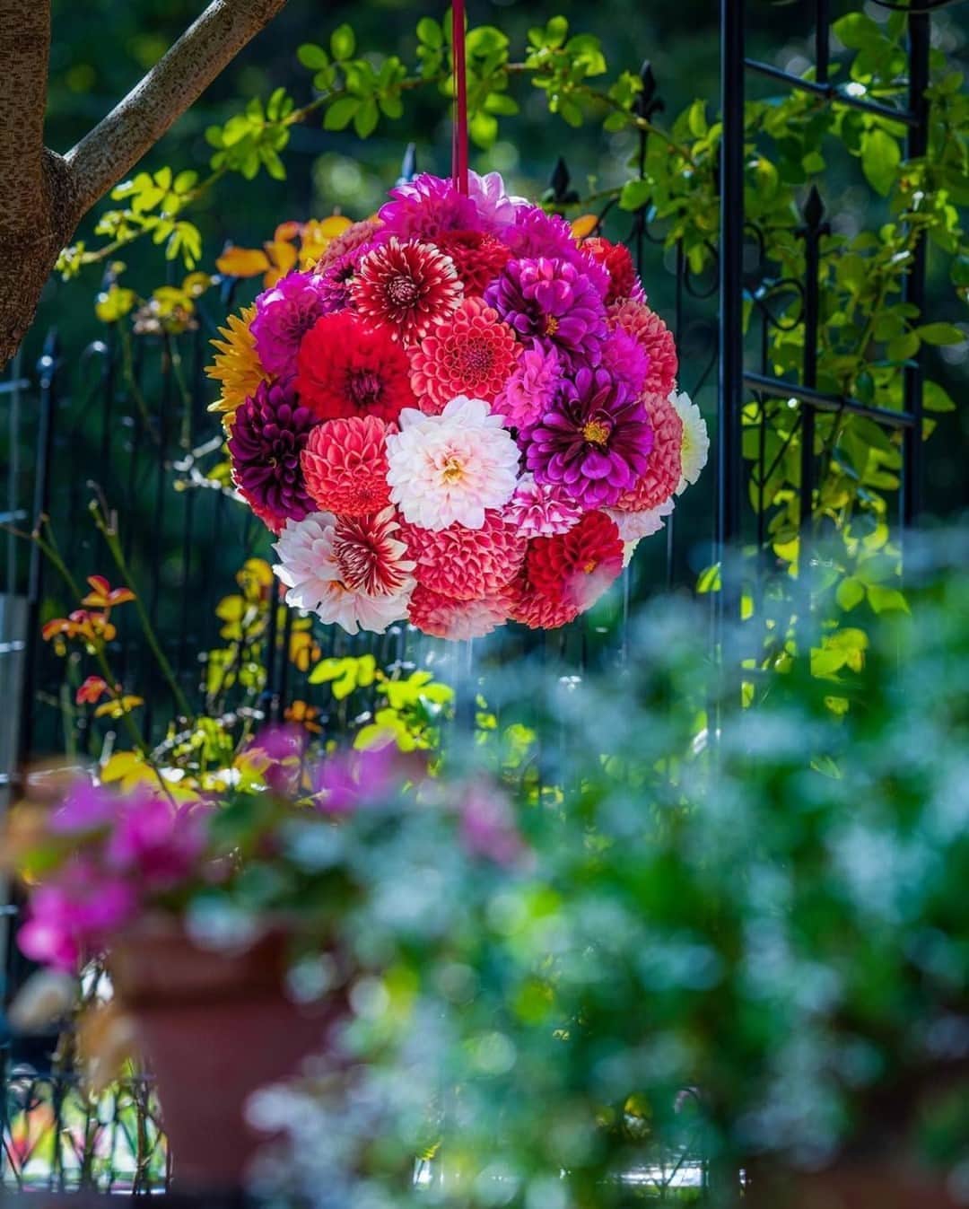 花の写真館のインスタグラム：「Photo by @astrailor_jp.⠀ https://instagram.com/astrailor_jp/⠀ .⠀ Original Post[投稿いただいたURL]⠀ https://www.instagram.com/p/CGg9MSJgQWZ/⠀ .⠀ 本アカウントは、 #私の花の写真 をつけてInstagramに投稿された皆さまの花の写真や、「花の写真館」Facebookページで投稿された花の写真を紹介します。⠀ 「花の写真館」Facebookページは、「 @floral.photograph 」のプロフィールにあるURLからご覧ください。⠀ .⠀ ※各自、政府、自治体など公的機関の指示に従った行動をお願いします。⠀⠀ 東京カメラ部および分室では、写真を「見る楽しみ」を提供することを通して、微力ながら皆様にわずかな時間でも癒しをお届けしたいと思っております。⠀ ※本アカウントは東京カメラ部がFacebook、Instagramのサービスを利用して運営しているもので、Facebook社・Instagramとは一切関係ありません。⠀ .⠀ #花の写真館 #floralphotograph #floralphoto #flower #flowers⠀ Follow: @floral.photograph」