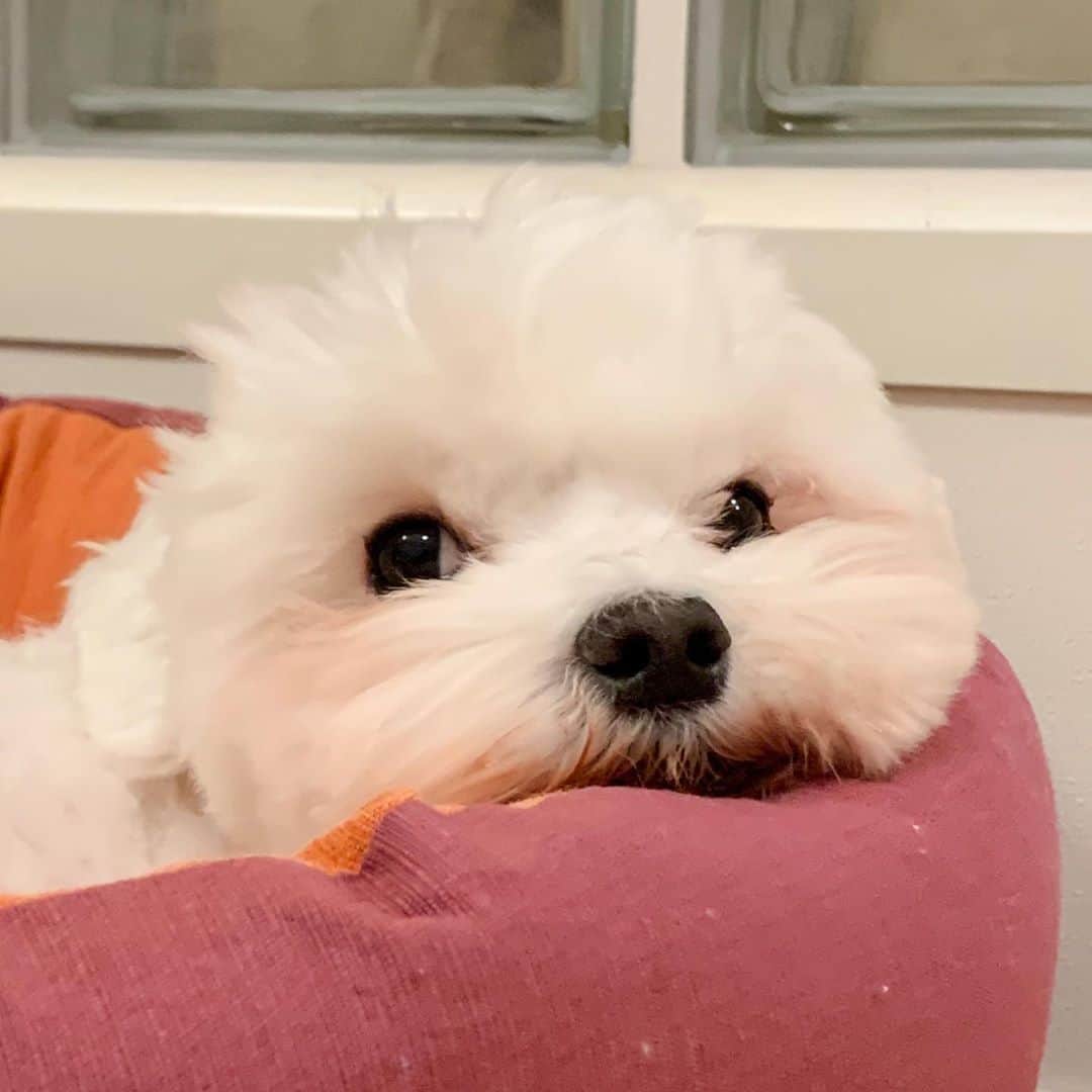 セロリのインスタグラム：「【黄色いネコ】 投稿してる写真とは全く関係ないことを書きます。 今日は、とにかく「やっちまった日」でした。 「今日に限って」がいくつも重なって、壮大な笑い話が完成しました。 僕の日常は「どうしたらこんなことになるの？」の連続なのです。 皆さんに紹介したい（あまりに衝撃的で聞いてほしいだけ・・・笑）けど、これは文章で上手く伝わるかなぁ。 うーん。 困った。 #maltese #マルチーズ #アレルギー #すべては黄色いネコのせい #🐱」