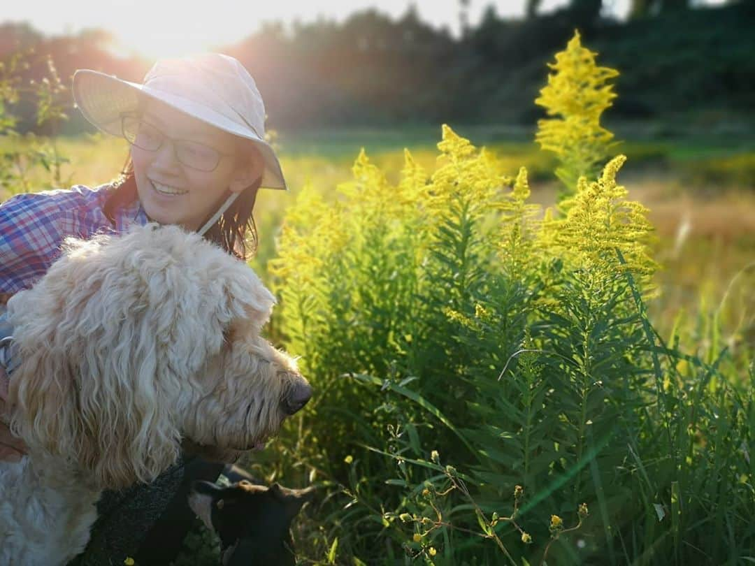 佐藤藍子のインスタグラム：「秋の花粉は困っちゃうけどっ  景色としては  最高😃⤴️⤴️  朝晩冷えるようになりましたね  お身体に気をつけて下さい  #犬#犬との散歩#ゴールデンドゥードゥル #ミックス犬 #チワックス #秋の景色#dogsofinstagram #goldendoodles #mixdog #aikosato #佐藤藍子」