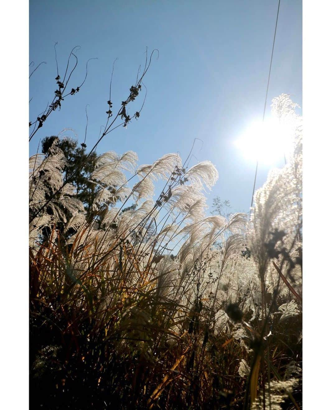 斎藤ちはるさんのインスタグラム写真 - (斎藤ちはるInstagram)「"秋"が撮れました☺️🌾 . 実は写真撮るのが趣味なんですよ📸 . . #ススキ を #撮っている #私 #猫背 すぎ #真剣 すぎ #撮られているの #気付いて #いなさすぎ #休日 は #デニム  #多め . . #斎藤ちはる#テレビ朝日アナウンサー#テレビ朝日#テレ朝#アナウンサー#趣味#カメラ#ミラーレス#一眼#ミラーレス一眼#photo#かめら#カメラ好き#写真#写真好き#すすき#秋#秋晴れ」11月6日 20時04分 - chiharu_saito_ex