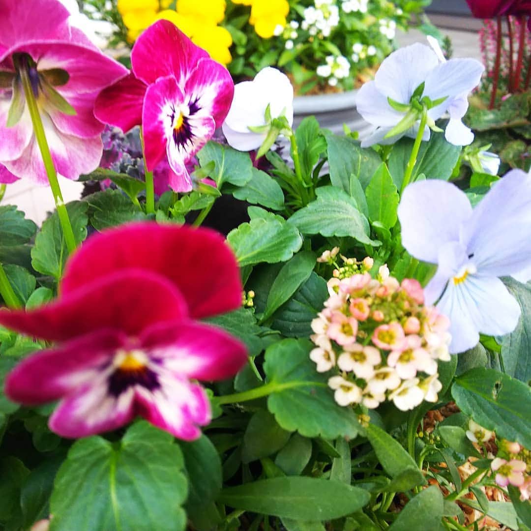 みながわゆみさんのインスタグラム写真 - (みながわゆみInstagram)「#寄せ植え #寄せ植え初心者 #よせうえ #葉牡丹 #ビオラ #かわいい #はなまっぷ #花まっぷ #花の写真 #花写真 #花撮り #花好きな人 #花好きな人と繋がりたい #写真好き #写真好きな人と繋がりたい」11月7日 6時58分 - nama.09.19