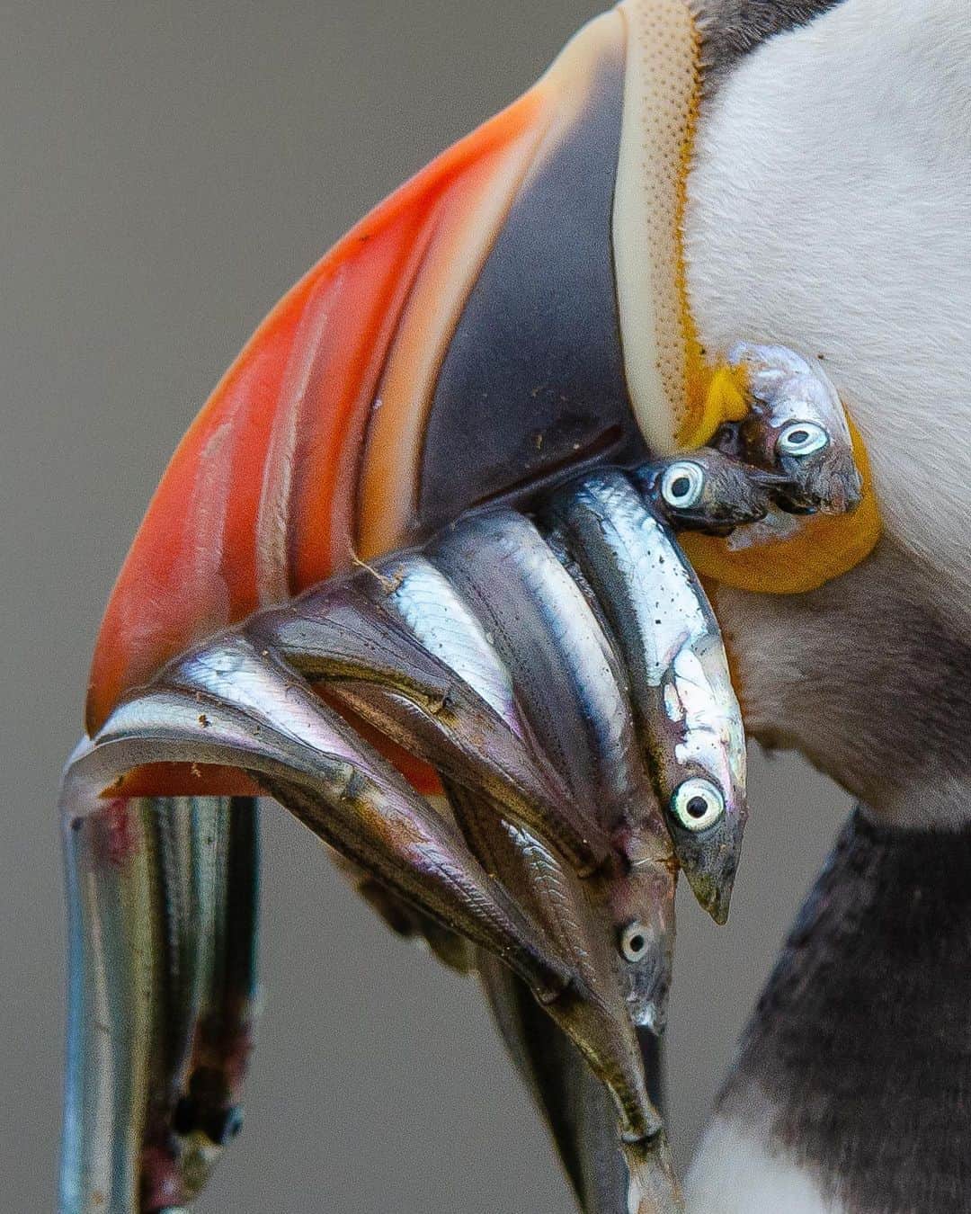 のインスタグラム：「Photo by @bertiegregory / How many fish can a puffin carry in its beak? Guess below in the comments! This Atlantic puffin has a bill packed full of sand eels (but the record is many more). Puffins breed on land but fish at sea, so being able to carry multiple prey at once is key to efficiently raising a puffling (a puffin chick). The busy summer breeding colonies have now emptied out and the puffins will spend the rest of the year at sea. Next spring, the adults will return to land to start the whole process again. Meanwhile, the pufflings will stay at sea for 3-5 years before returning to land to raise their own chicks. Follow @bertiegregory for more wildlife adventures! #puffin #britishwildlife #cute #fishing #wildlifephotography」