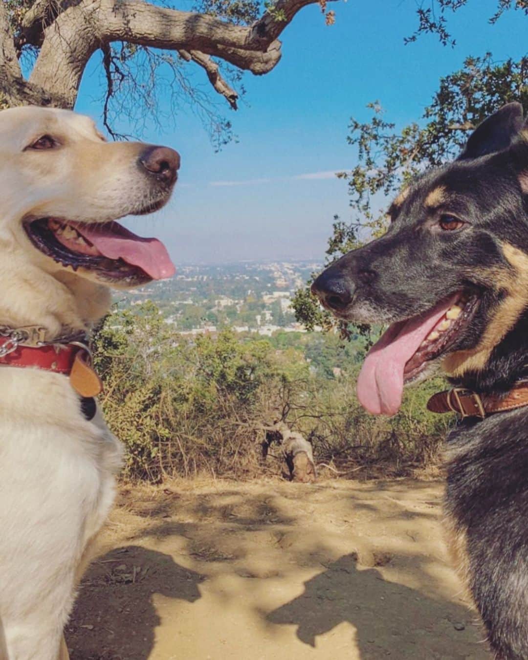Julia Michaelsのインスタグラム：「My lil maudles」