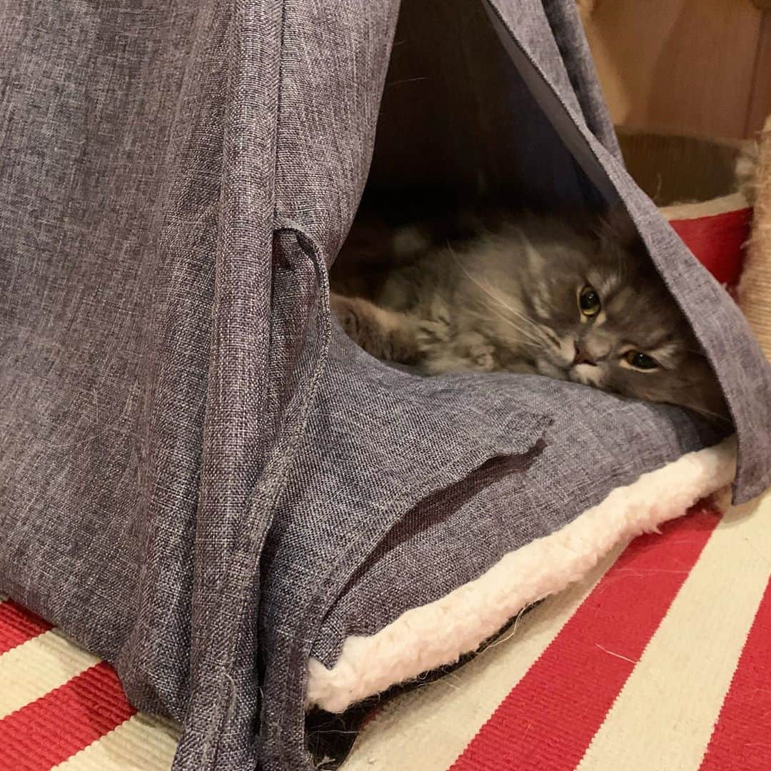 hanaのインスタグラム：「やっほー😽﻿ ﻿ ﻿ ﻿ ﻿ ﻿ #cat #cats #catlover #cutecats #catsnap #catstagram #ilovemycat #adorble #ig_catclub #cats_of_instagram #kawaii #kawaii_cat #meowbox #bestmeow #fluffy #funnycritters #scottishfold #neko #kitty #ねこ #ねこ部 #ネコ #猫 #スコティッシュフォールド #スコティッシュ #ふわもこ #ふわもこ部」