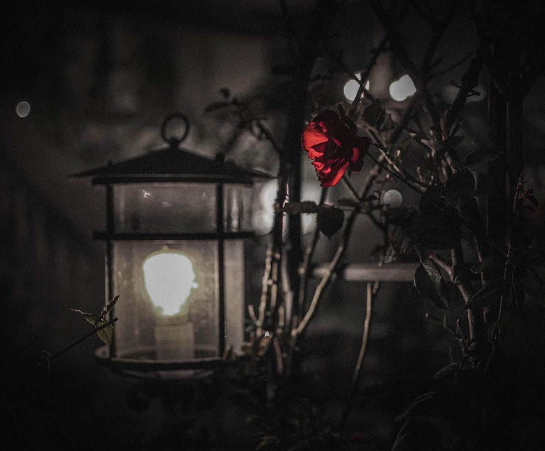 田村良太さんのインスタグラム写真 - (田村良太Instagram)「散歩してたらランプがあって、その近くにバラが咲いてて、これもう「美女と野獣」じゃんってなった🤗🥀」11月6日 21時56分 - billy.tamura
