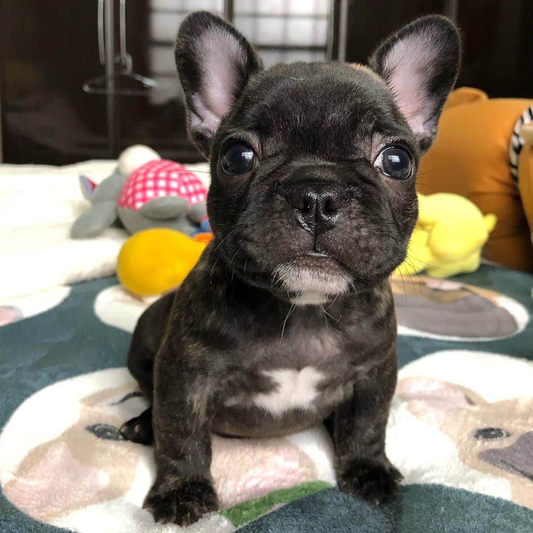 Regeneratti&Oliveira Kennelさんのインスタグラム写真 - (Regeneratti&Oliveira KennelInstagram)「Good morning sweetie. Mellow is available and looking for a forever home. For more info on her please DM. ( serious inquiries only). #frenchie . . . . .  #puppy #puppylove #puppygram #puppyoftheday #puppylife #frenchbulldog #puppypalace #puppys #puppyface #puppies #puppiesofinstagram #frenchie #frenchiesofinstagram #frenchies #frenchielove #frenchieoftheday #frenchiegram #frenchielife #frenchiepuppy #frenchiesociety #frenchiesofig #frenchiestagram #frenchiebulldog #frenchielovers  #frenchbulldogofinstagram  #bullylove」11月6日 22時02分 - jmarcoz