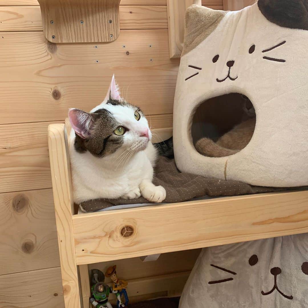 ひのき猫さんのインスタグラム写真 - (ひのき猫Instagram)「ひの姉さんの傍がいいのかい？」11月6日 22時19分 - hinoki.cute.kitten